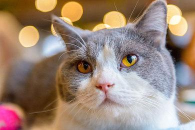 神谷英树分享介绍Clovers工作室名称的具体含义